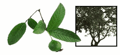 Hierbas medicinales (Bayabas)
