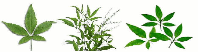 Hierbas medicinales (Lagundi)